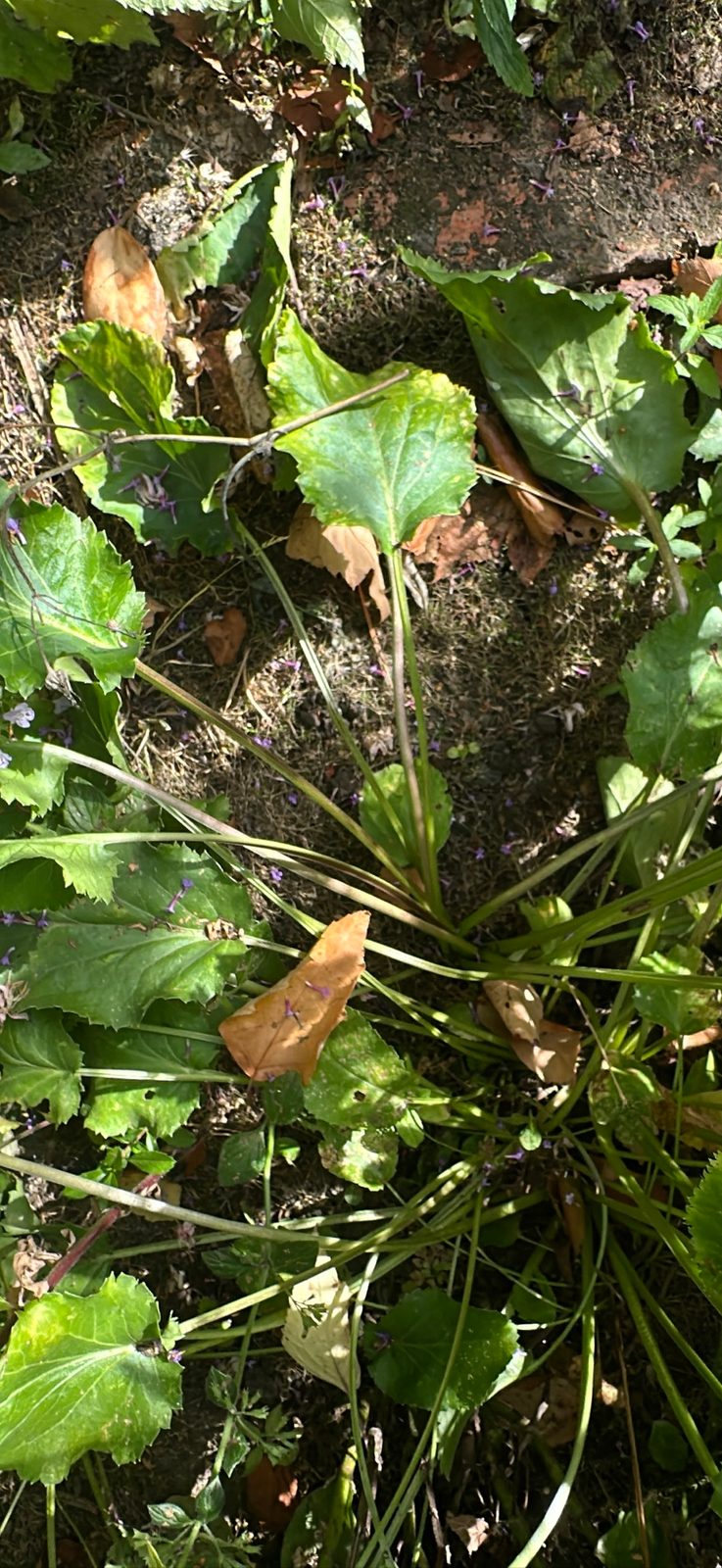 Plantago cordata (Heartleaf plantain)