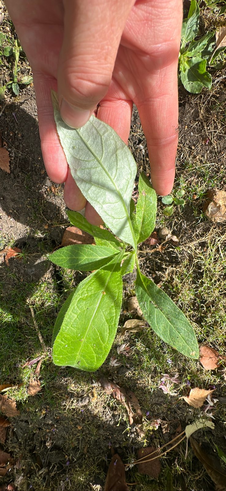 Cirsium altissimum (Tall thistle)