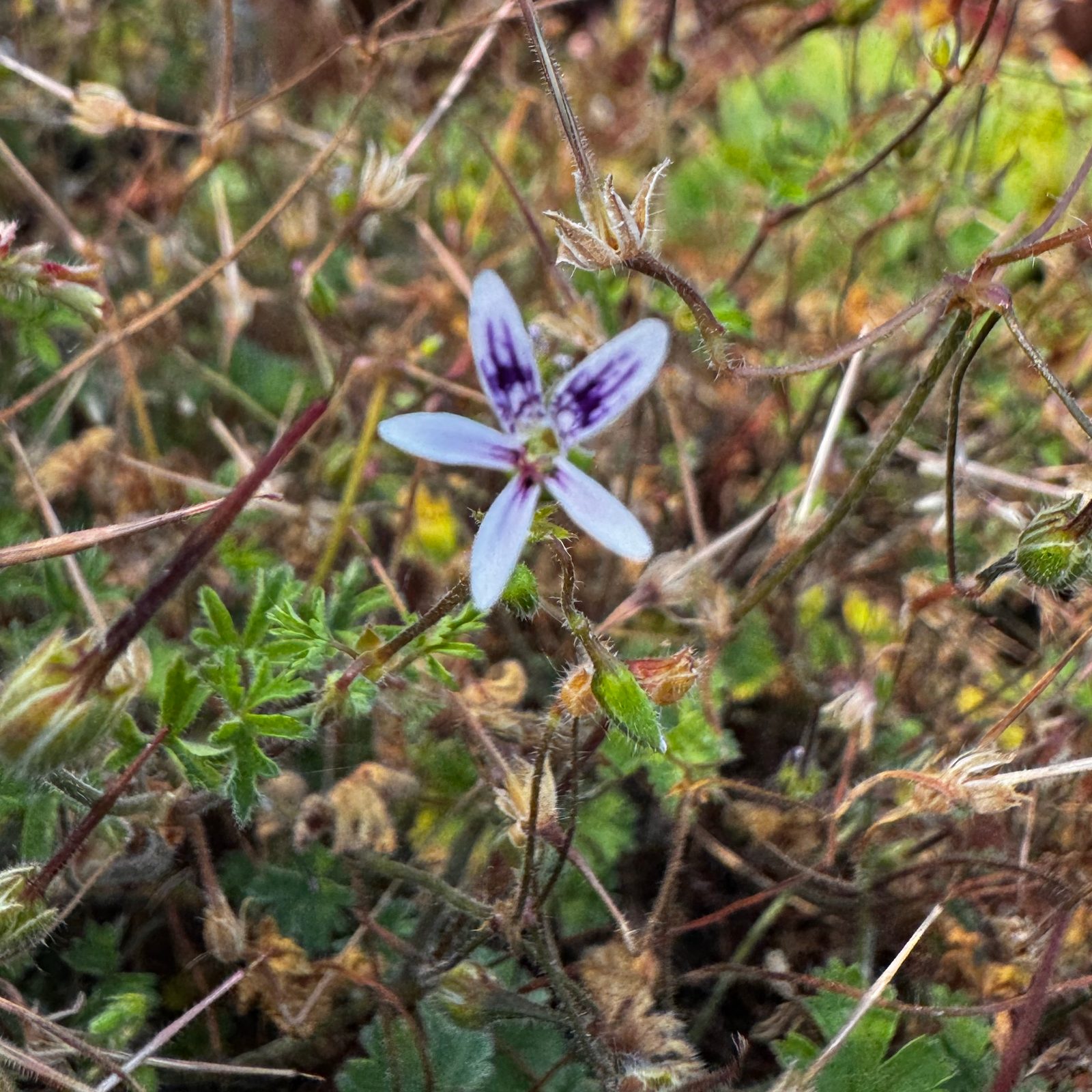 Pelargonium columbinum