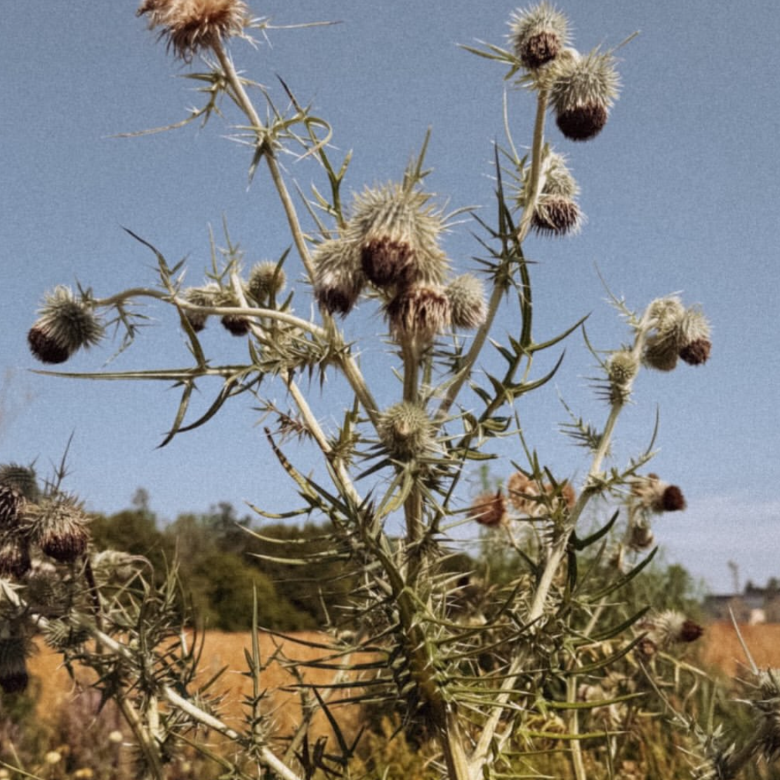 Cirsium botryodes