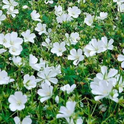 Geranium sanguineum 'Album' (bloody cranesbill 'Album')