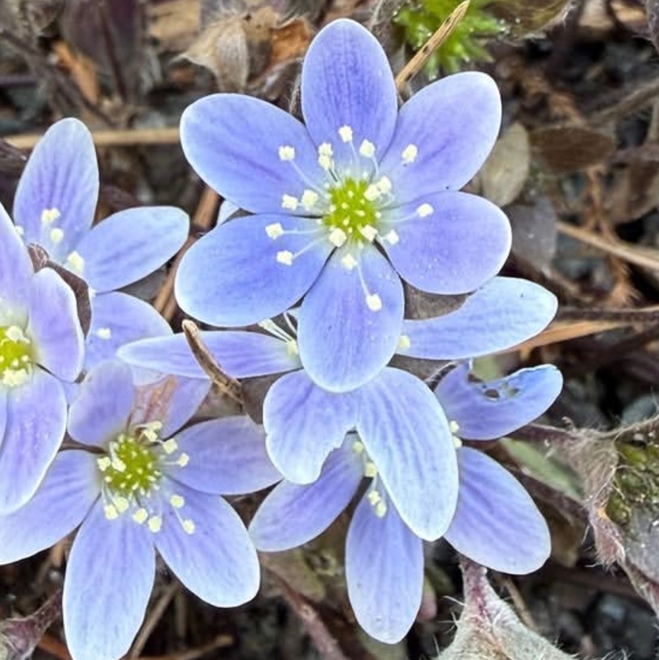 Hepatica americana — American liverwort