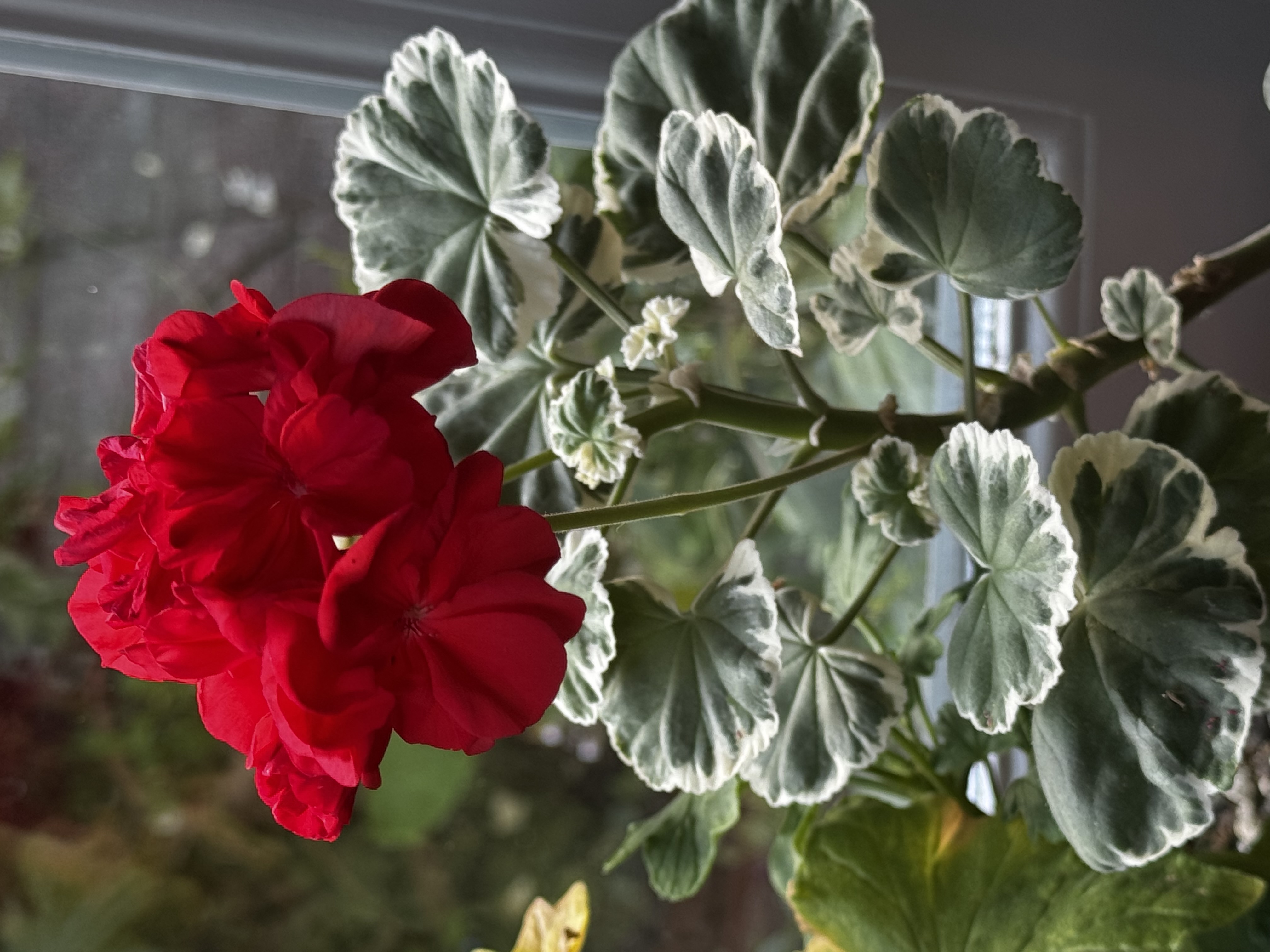 Pelargonium x hortorum (zonal geranium)