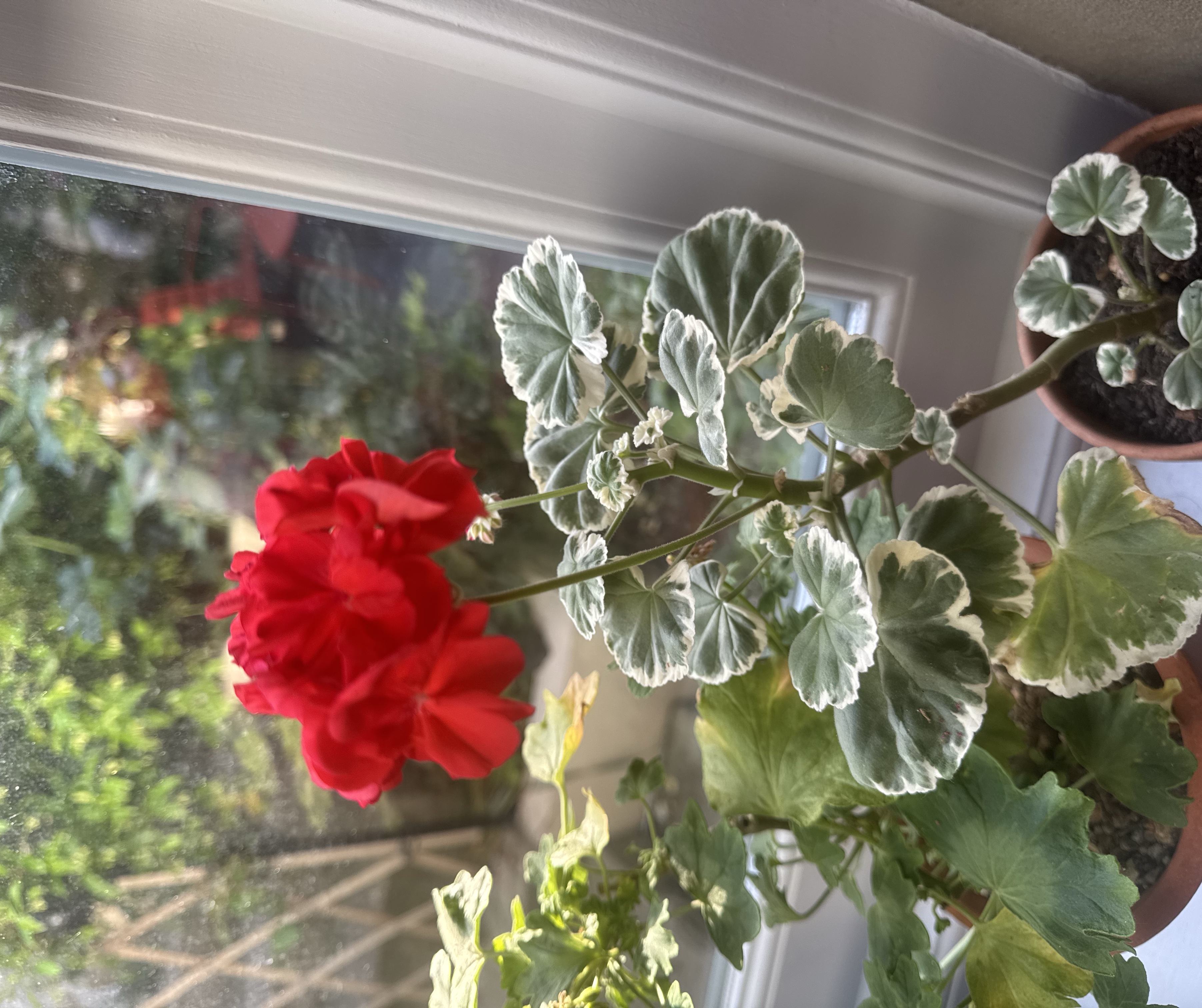 Pelargonium hortorum Samba ('Fissamba')