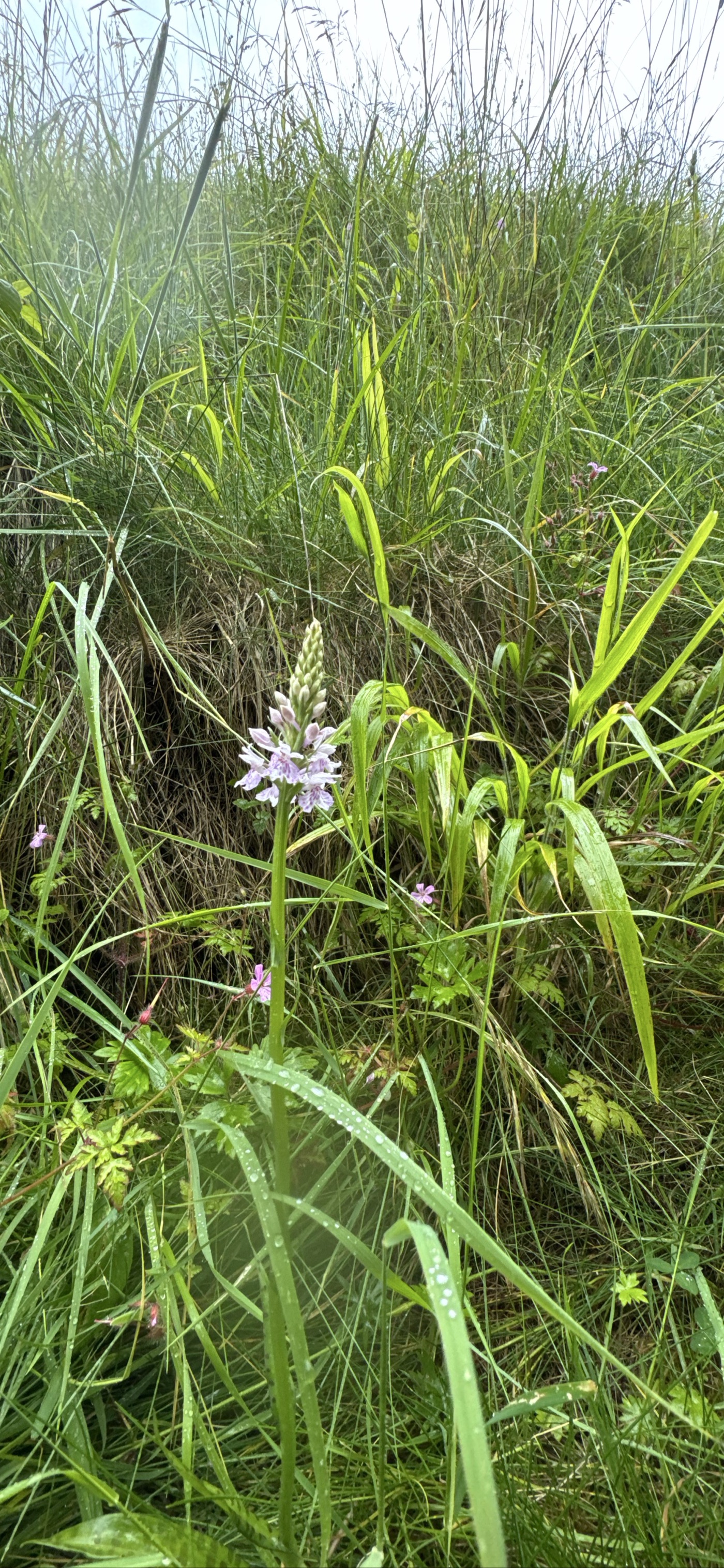 Dactylorhiza fuchsii white-flowered