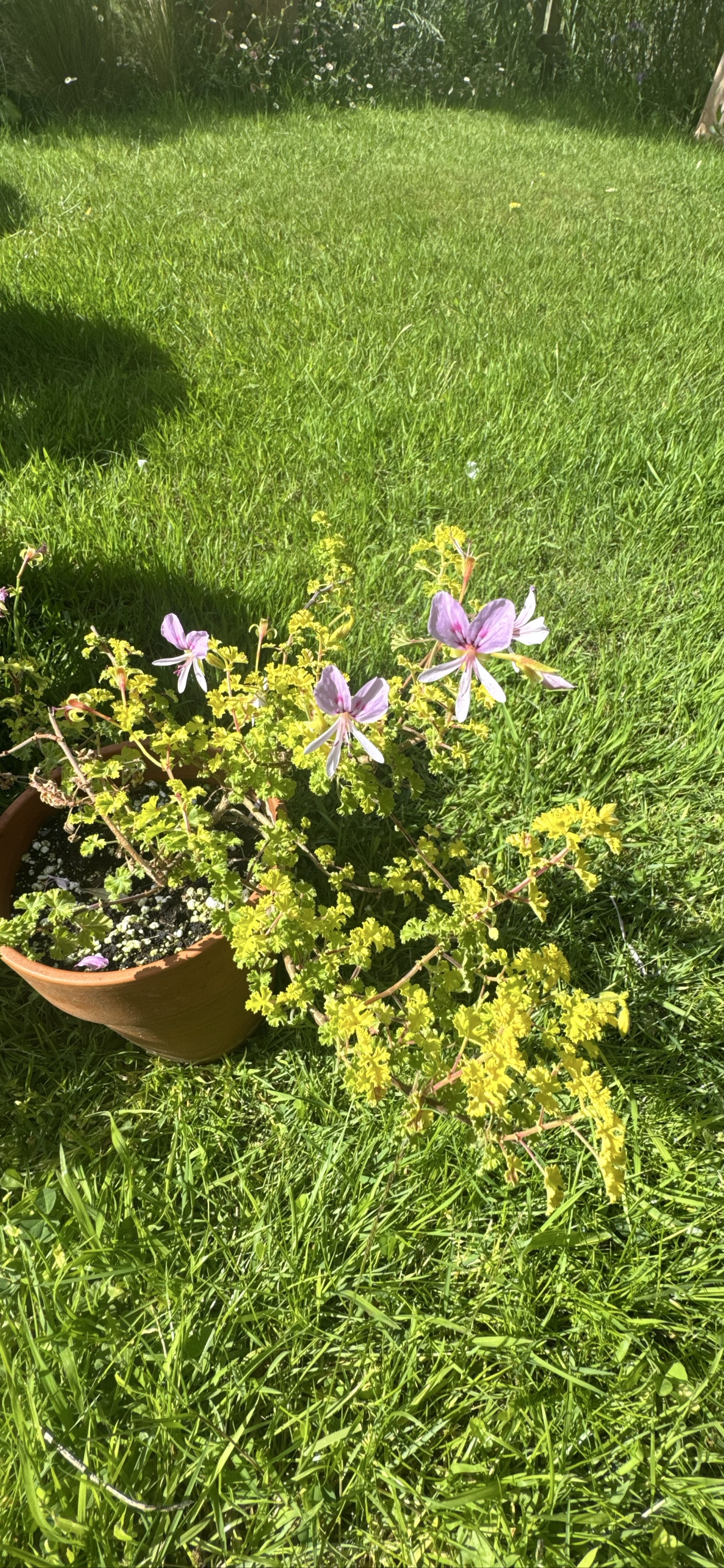 Pelargonium crispum 'Cy's Sunburst' (Sc/v) (geranium 'Cy's Sunburst)