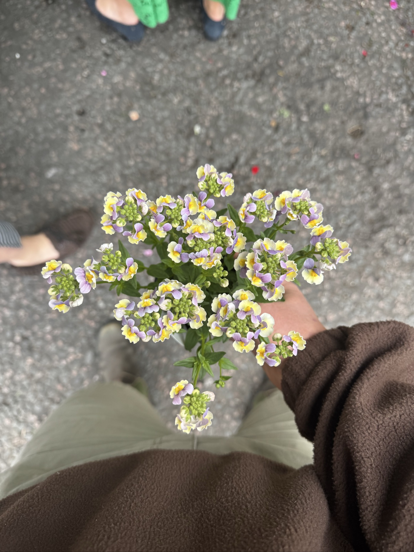 Nemesia 'Easter Bonnet'PBR (French Connection Series) (nemesia 'Easter Bonnet')