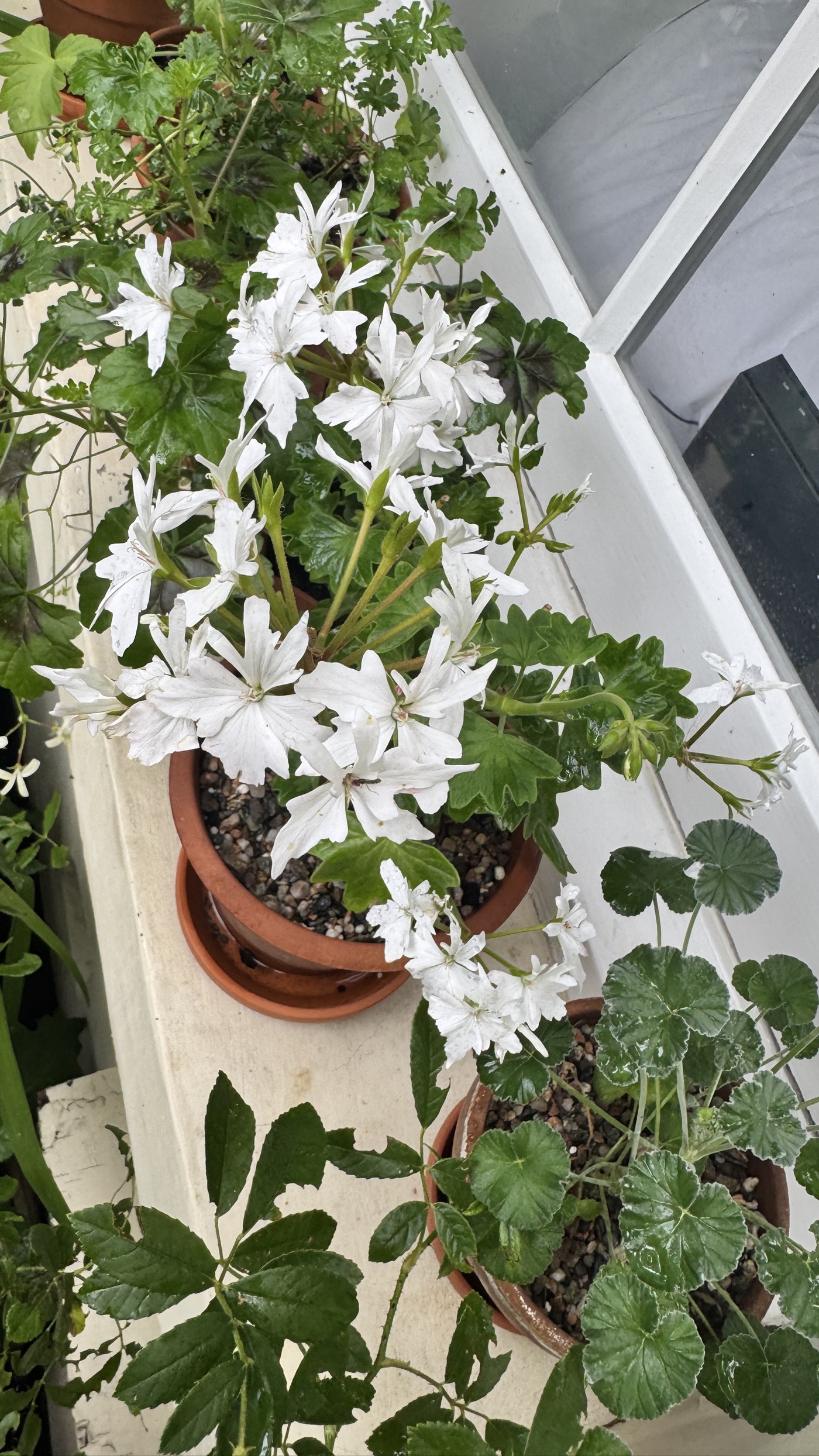 Pelargonium 'Arctic Star' (Z/St) (geranium 'Arctic Star')