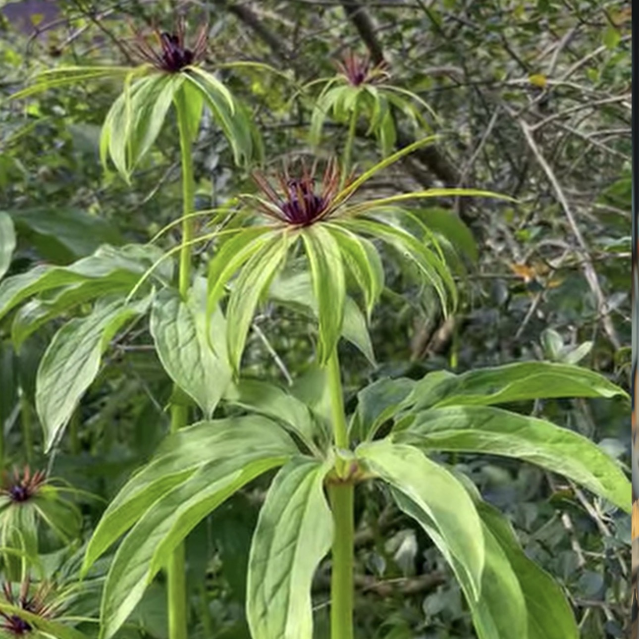Paris polyphylla — many-leaved paris