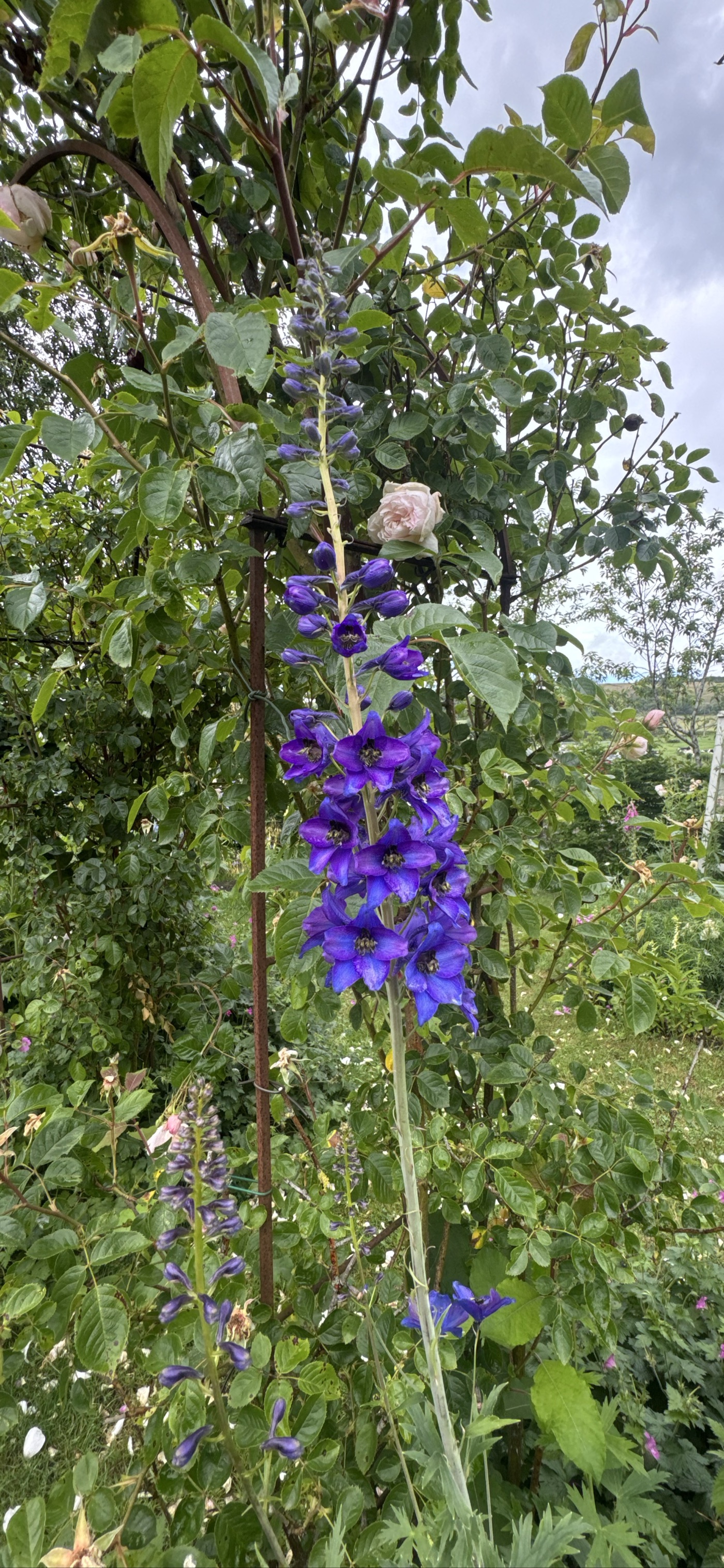 Delphinium Black Knight Group (delphinium Black Knight Group)